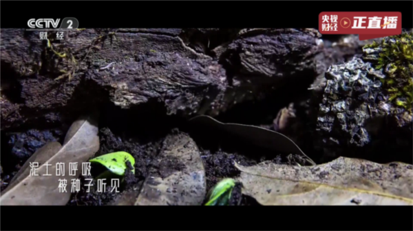 榴芒电视直播live